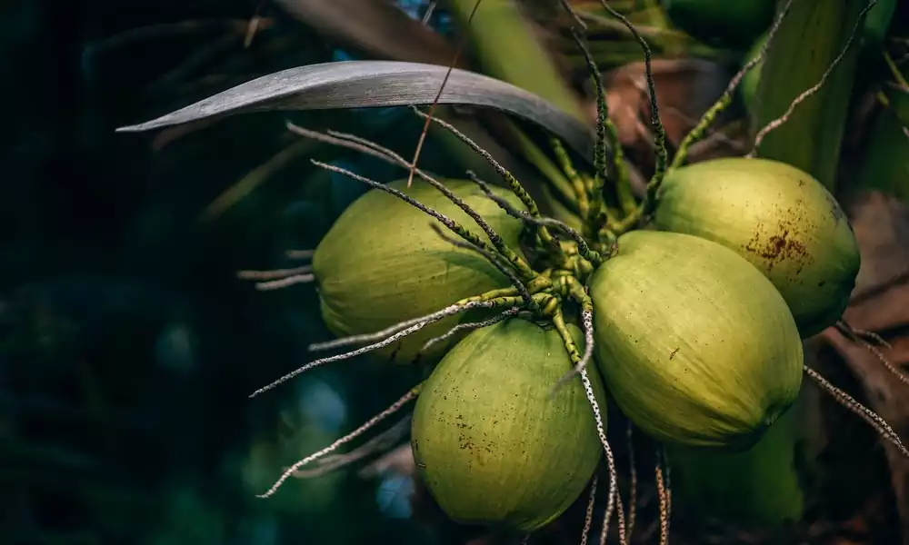 Coconut products